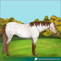 Horse Color:Gray Red Dun Roan Appaloosa 