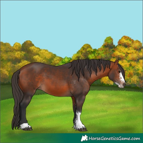 Horse Color:Bay Sabino 