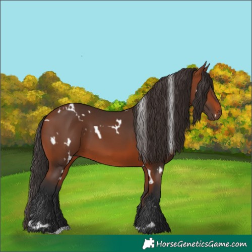 Horse Color:White Spotted Bay
