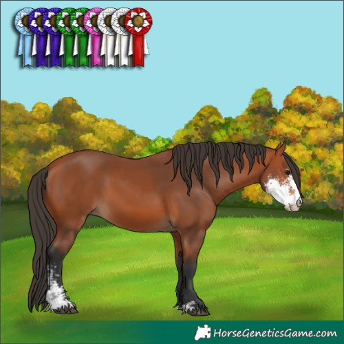 Horse Color:Bay Sabino 