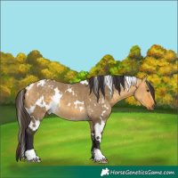 Horse Color:White Spotted Buckskin Dun 