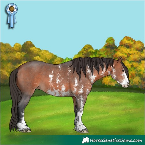 Horse Color:Bay Sabino 