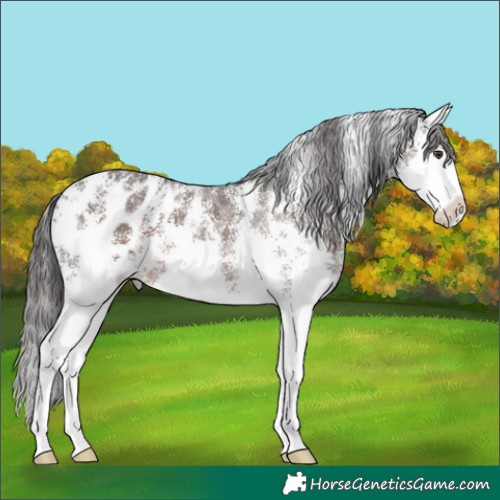 Horse Color:Liver Chestnut Sabino Splash Appaloosa 