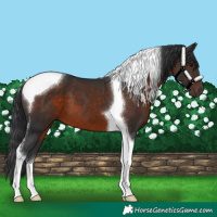 Horse Color:Brown Tobiano 