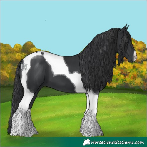 Horse Color:Black Tobiano 