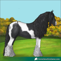 Horse Color:Black Tobiano 