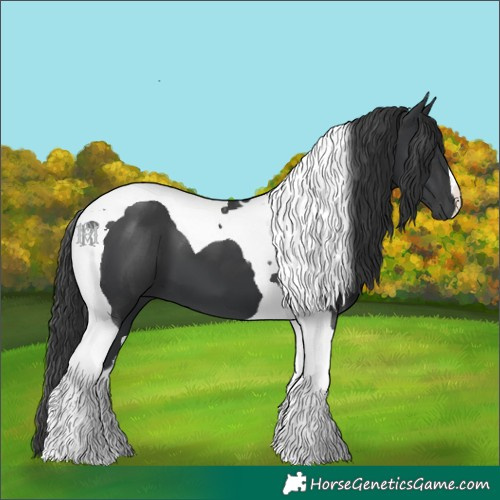 Horse Color:Black Tobiano 