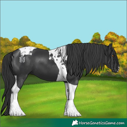Horse Color:Black Tobiano 