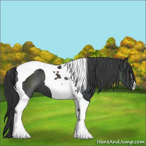 Horse Color:Black Tobiano