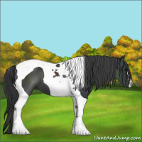 Horse Color:Black Tobiano