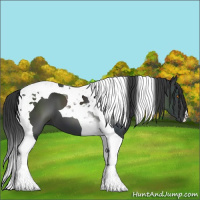 Horse Color:Black Tobiano 