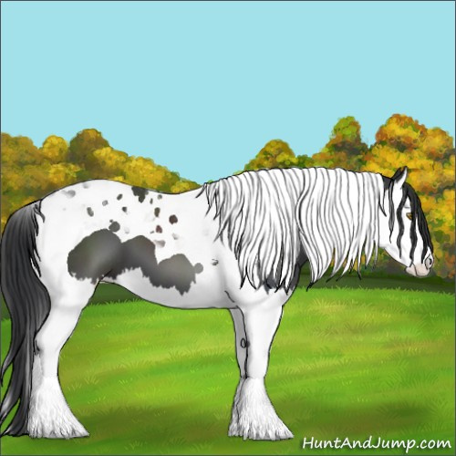 Horse Color:Black Splash Tobiano
