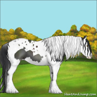 Horse Color:Black Splash Tobiano