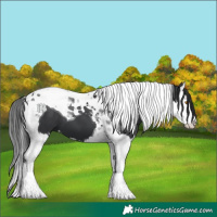 Horse Color:Black Splash Tobiano 