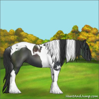 Horse Color:Black Tobiano 