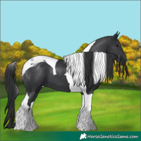 Horse Color:Black Tobiano 