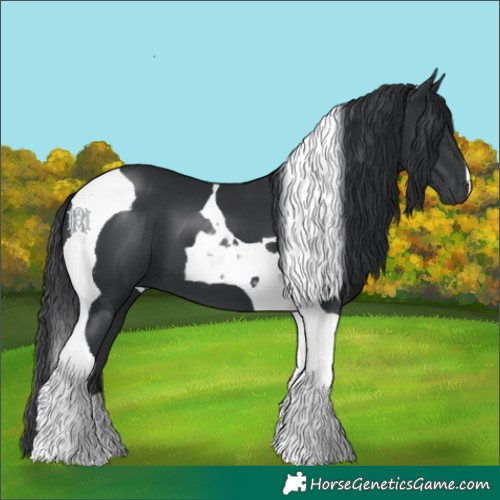 Horse Color:Black Tobiano 