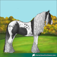 Horse Color:Black Tobiano 