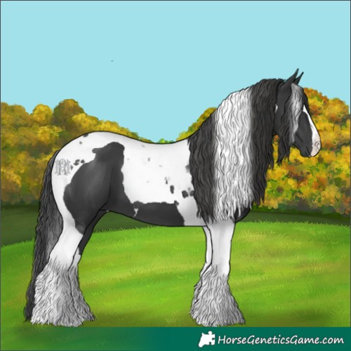 Horse Color:Black Tobiano