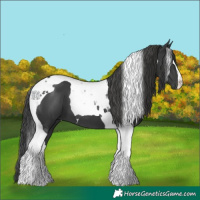 Horse Color:Black Tobiano 