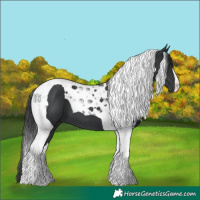 Horse Color:Black Tobiano 