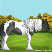 Horse Color:Black Tobiano 