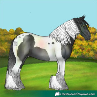 Horse Color:Black Tobiano