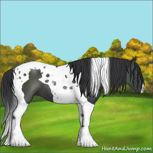 Horse Color:Black Tobiano