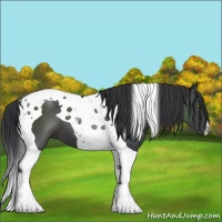 Horse Color:Black Tobiano 