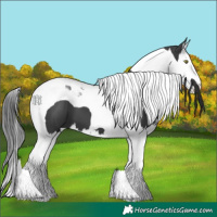 Horse Color:Black Splash Tobiano