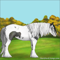 Horse Color:Black Splash Tobiano
