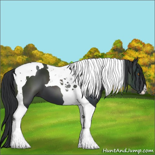 Horse Color:Black Tobiano