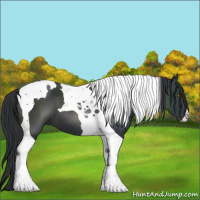 Horse Color:Black Tobiano 