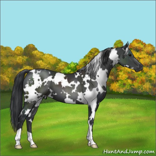 Horse Color:White Spotted Black 
