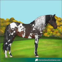 Horse Color:White Spotted Brown Rabicano 