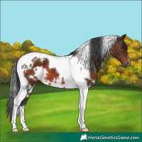 Horse Color:White Spotted Brown Tobiano 