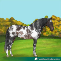 Horse Color:White Spotted Brown Rabicano