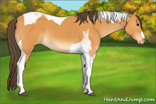 Horse Color:Buckskin Tobiano Appaloosa 