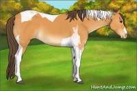 Horse Color:Buckskin Tobiano Appaloosa 