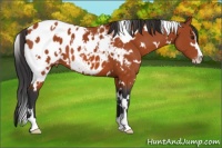 Horse Color:White Spotted Brown Sabino Appaloosa