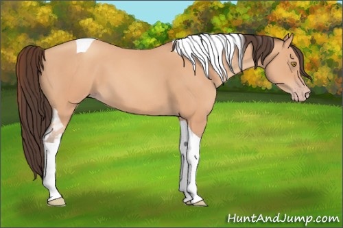 Horse Color:Amber Champagne Tobiano 