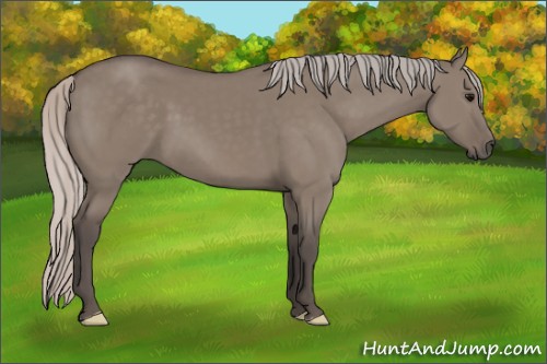 Horse Color:Silver Grullo 
