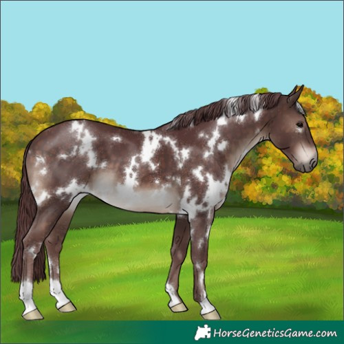Horse Color:White Spotted Chocolate Brown 