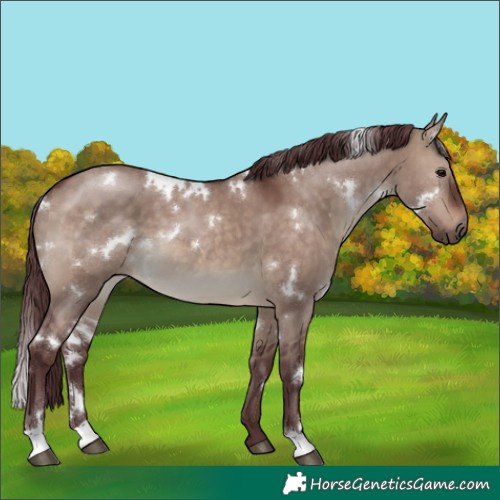 Horse Color:White Spotted Chocolate Brown Dun 