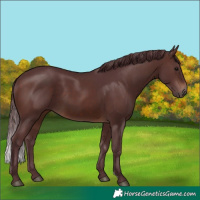 Horse Color:Chocolate Brown 