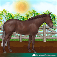 Horse Color:Chocolate Brown 