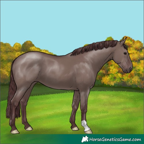 Horse Color:Chocolate Grullo 