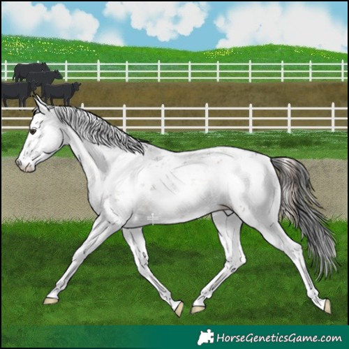 Horse Color:Liver Red Onyx Sabino 