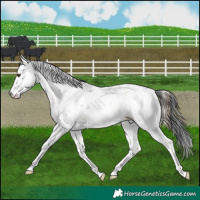 Horse Color:Liver Red Onyx Sabino 