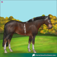 Horse Color:Gray Liver Chestnut Sabino Tobiano